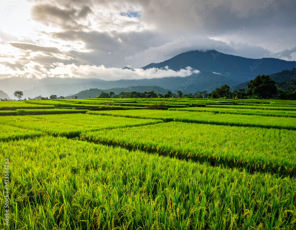 Naklejka premium Lush green rice paddy fields stretch towards distant mountains under a cloudy sky, ca 