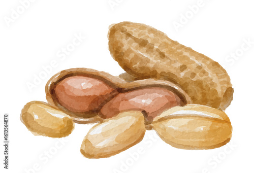 Watercolor peanuts isolated on white background