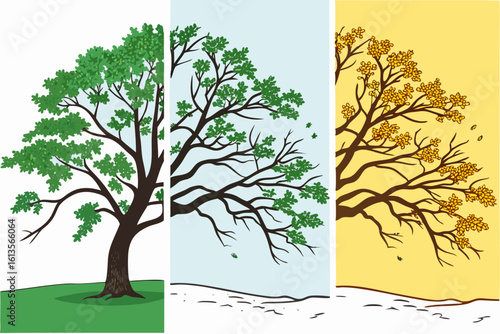 Tree showing the progression of seasons from spring to autumn