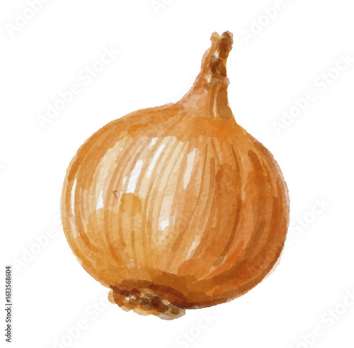 Watercolor onion isolated on white background