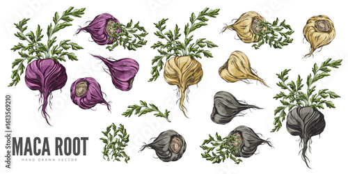 Banner with set of Peruvian Maca icons in black, yellow and purple, from different sides.