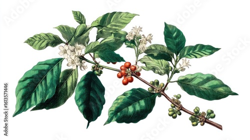 Coffee plant branch with blossoms and berries