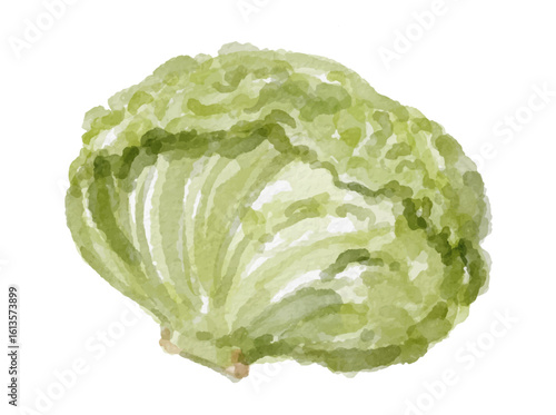 Watercolor cabbage isolated on white background