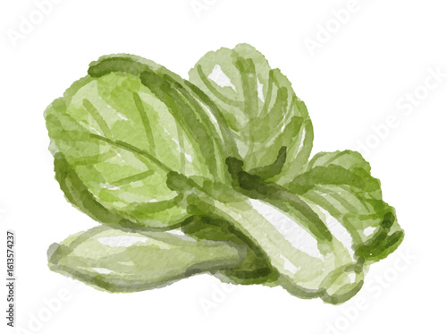Hand painted watercolor bok choy isolated