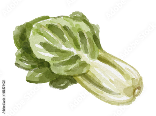 Watercolor bok choy isolated on white background