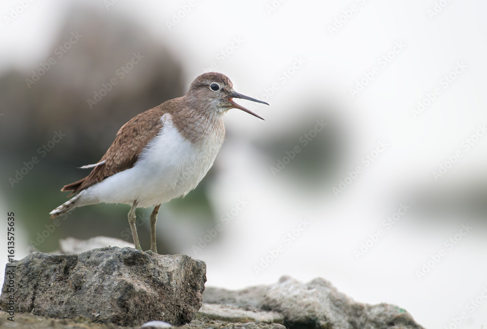 Naklejka premium Sandpiper