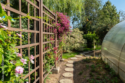 Fototapeta Wooden trellis with pink and purple clematis flowers in a backyard garden