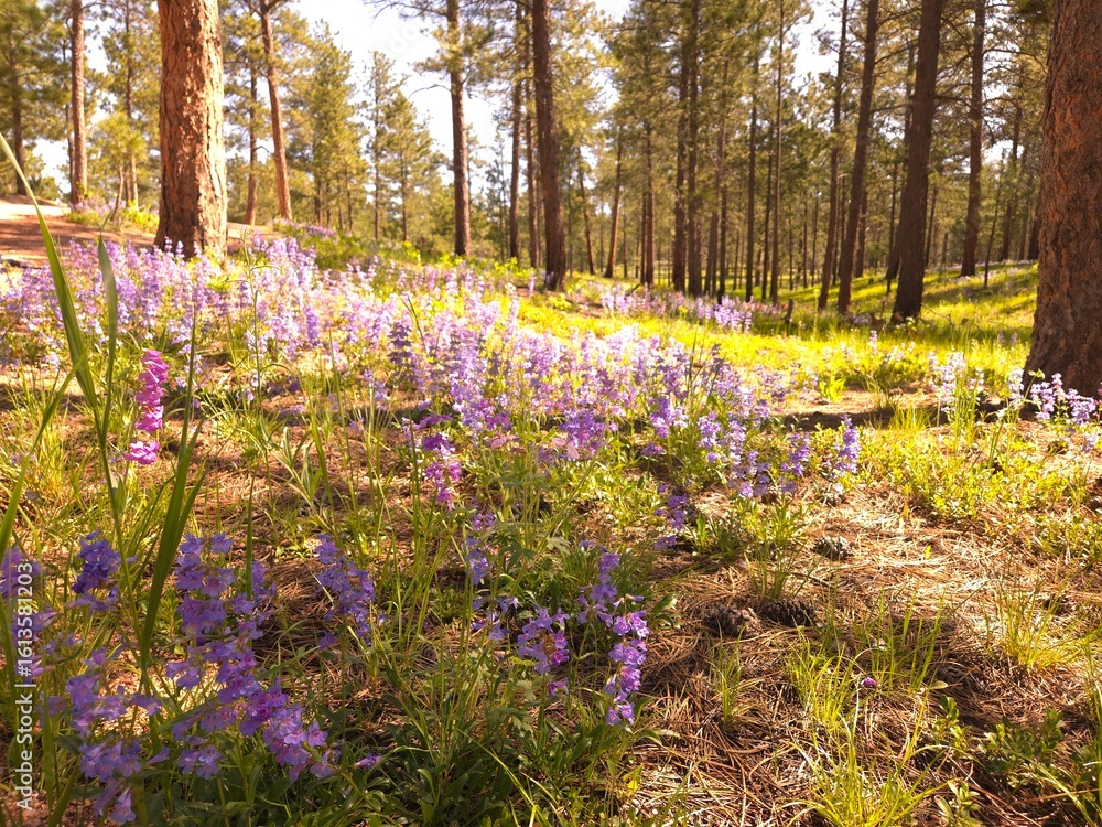 Fototapeta premium Wildflower, Mountain, Spring