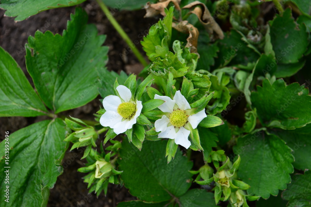 Fototapeta premium Strawberry Flowers in Bloom Close-up of a Strawberry Plant