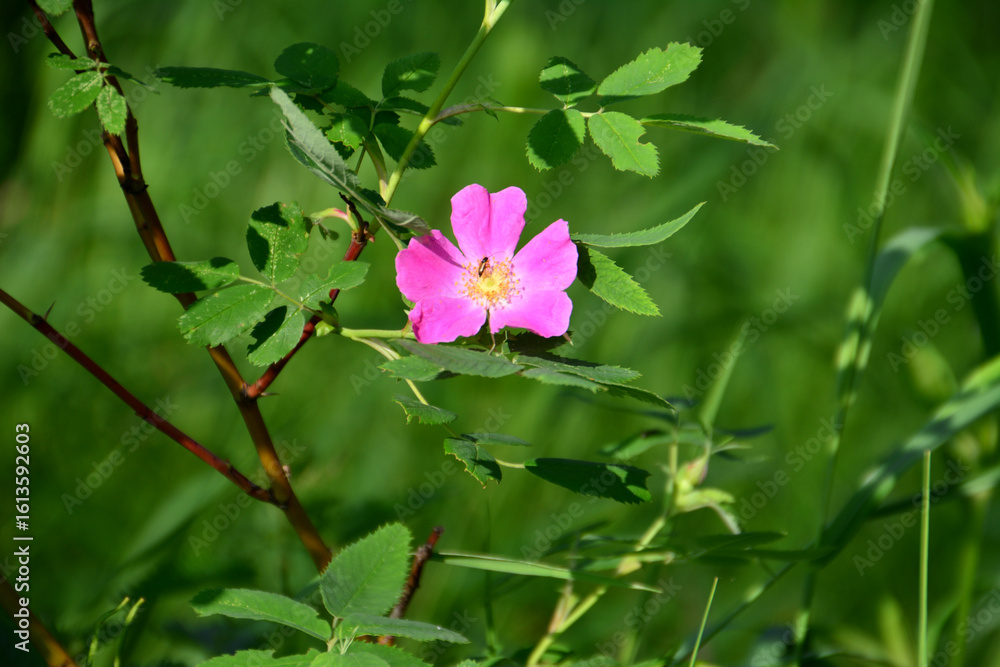 Fototapeta premium Wild Rose in Sunlight, Blooming in a Green Meadow
