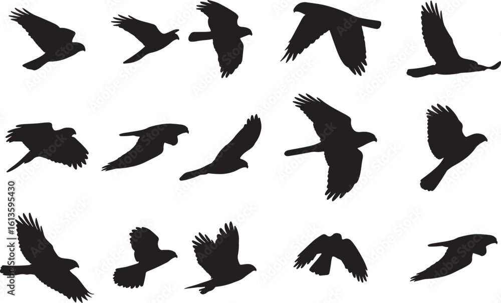 Obraz premium Sharp-shinned Hawk Solid Vector Silhouette