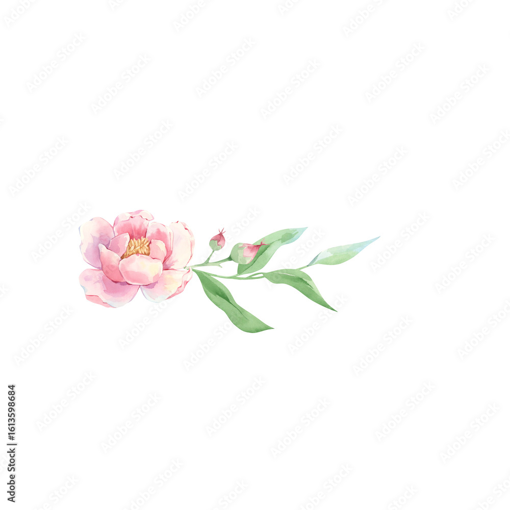 Fototapeta premium Pink flower, peony with green branch and bud watercolor