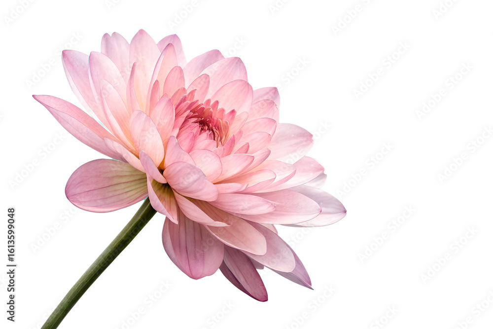 A single pink dahlia flower isolated on transparent background A single pink dahlia flower isolated on transparent background