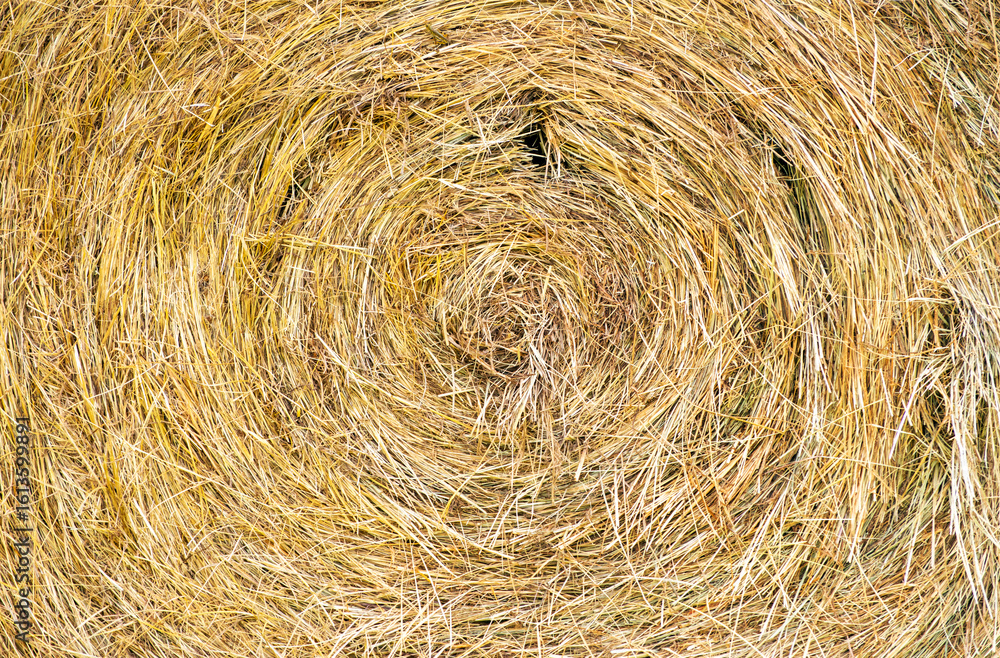 Round hay bale background Round hay bale background