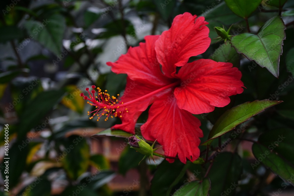 Fototapeta premium red hibiscus flower are blooming
