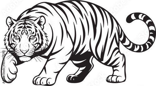 Powerful Tiger Walking Forward in Black and White Vector Illustration on Transparent Background