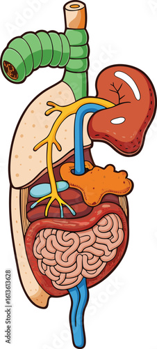Cartoon Human Digestive System Anatomy Illustration on Transparent Background