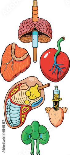 Cartoon Human Organs Illustration Medical Anatomy on Transparent Background