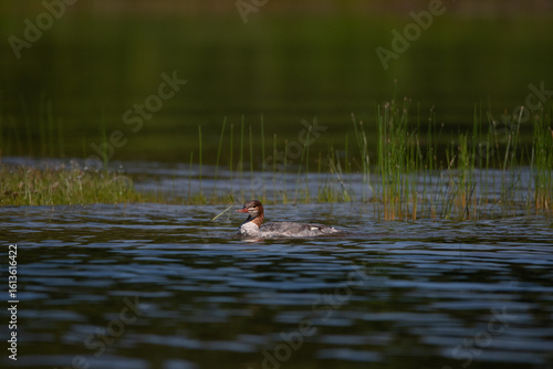 Merganser duck in the water 7