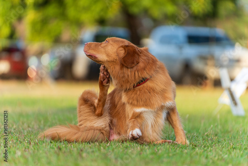 Dog obedience competition at the Royal Darwin Show 2025. Northern Territory, Australia.