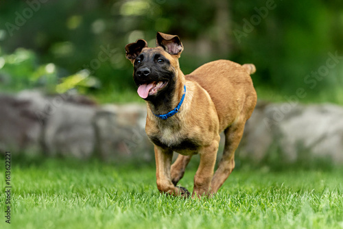 Playful Belgian Malinois puppies running and playing on a green grass field outdoors on a sunny day. Happy, active dogs ennjoying nature, training and having fun. Purebred working dog breed, energetic