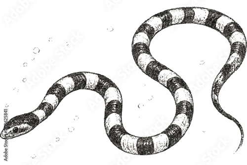 Black and white drawing of a striped snake gliding through water, capturing the beauty of underwater reptiles in nature.