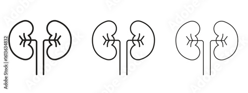 Kidney icon symbol line. Editable stroke width