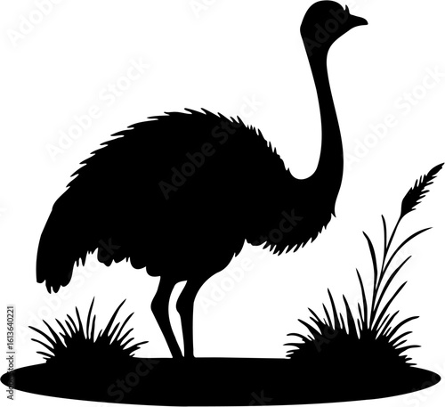 vector illustration of an ostrich silhouette, isolated on white