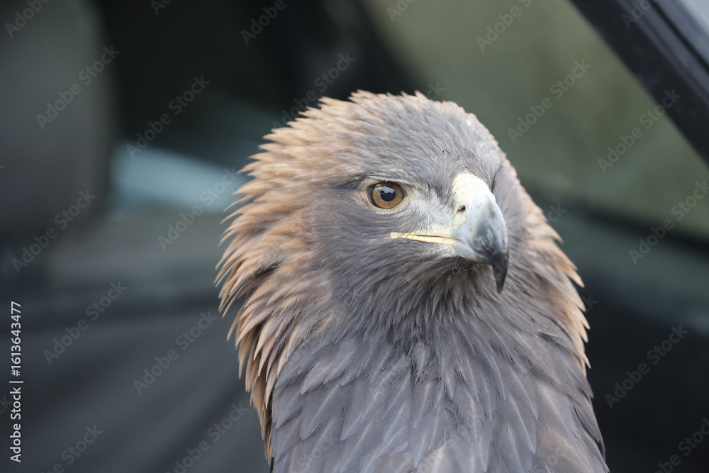 Obraz premium The Central Asian golden eagle is one of the largest representatives of its species. 