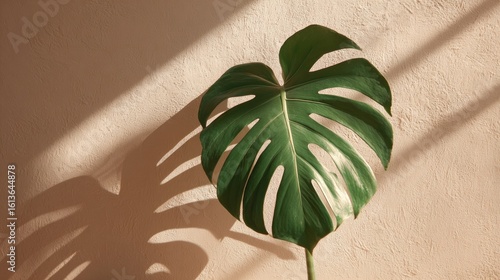Large monstera leaf casts shadow on peach wall