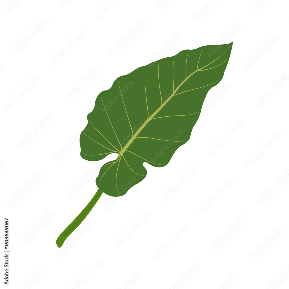 Fototapeta premium green leaf isolated on white