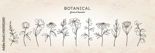 Line flowers and branches. Outline botanical floral art, one hand drawn rose plants and herbs. Continuous bouquet graphic sketch. Decorative isolated elements summer flora. Vector illustration