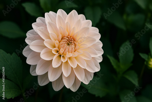 Pale Peach Dahlia Flower in Full Bloom with Green Leaves