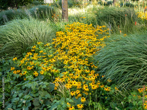 Mass of blooming Rudbeckia fulgida with vivid yellow petals and dark centers in a garden setting, surrounded by ornamental grass, late summer flowering perennial.
