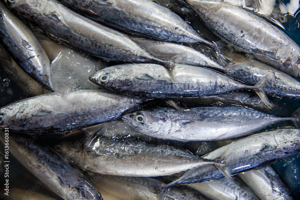Fresh Caught Fish beautifully arranged and on display for all to see and appreciate Fresh Caught Fish beautifully arranged and on display for all to see and appreciate