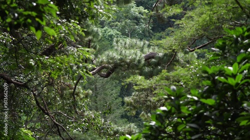 Wallpaper Mural Lush Tropical Mountain Forest with Dense Green Foliage and Trees Blowing in the Wind Torontodigital.ca
