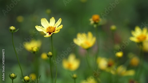 Wallpaper Mural Yellow Cosmos Flowers Blooming in the Meadow with Soft Focus Background and Natural Light Torontodigital.ca