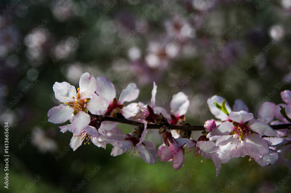 Pink, pastel almond blossoms in full flower at the height of spring in Israel. Pink, pastel almond blossoms in full flower at the height of spring in Israel.