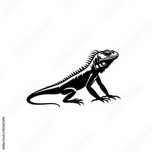 iguana on a white background