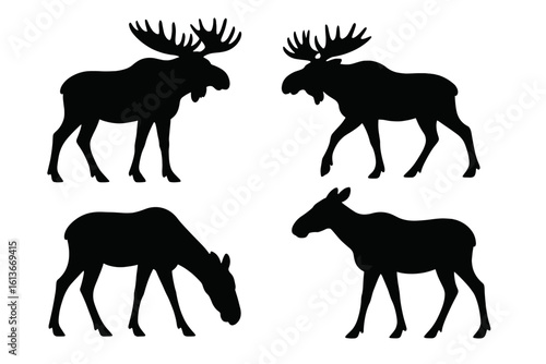 Moose silhouettes set—majestic bull moose with large antlers, cow moose grazing and walking, wildlife animal profile collection, black vector outline icons for forest nature design