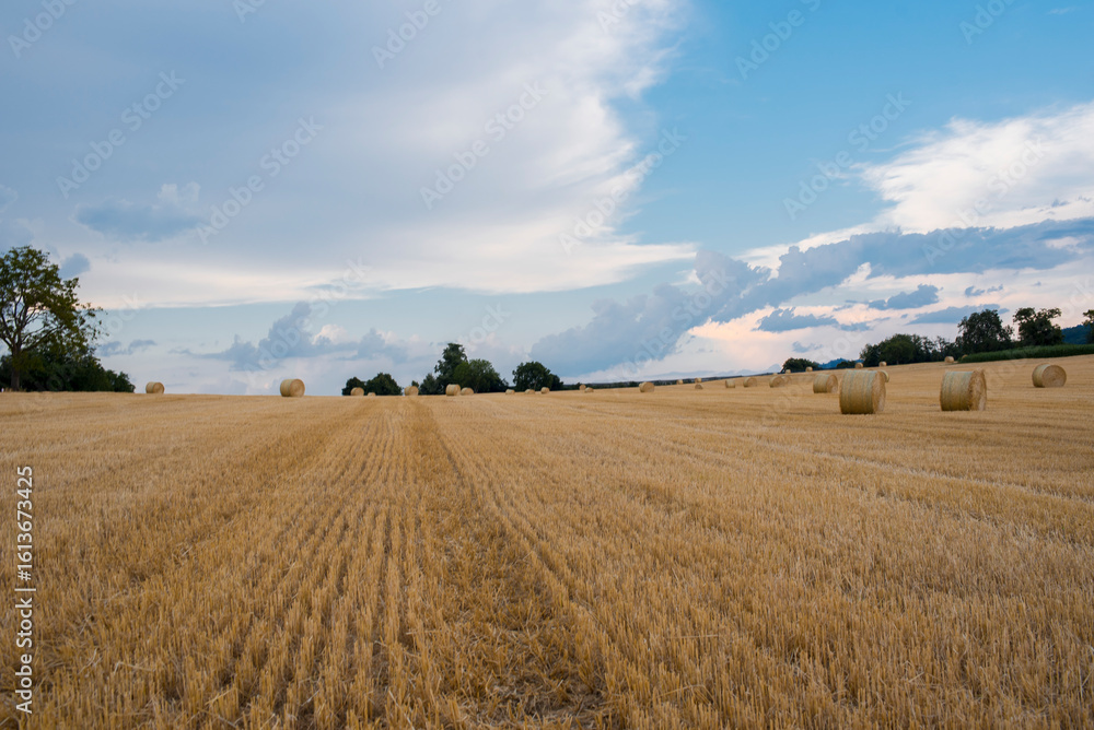 Fototapeta premium wheat field and blue sky