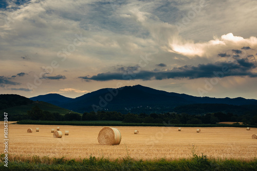 hay bales in the field