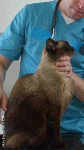 Vertical video of Male veterinarian petting a cat during health exam, treatment services in a veterinary clinic, medium close up shot. Vet hospital visit concept.