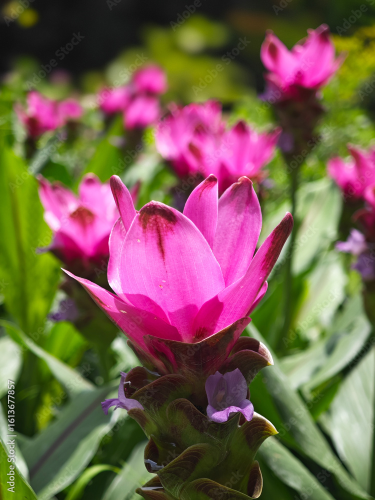 Obraz premium beautiful siam tulip in the garden
