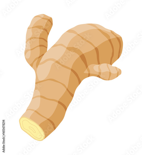 Ginger root. Aromatic herbal spice. Food ingredient, natural herb plant, sliced. Fresh and raw vegetable in cartoon flat style. Vector illustration isolated on white background
