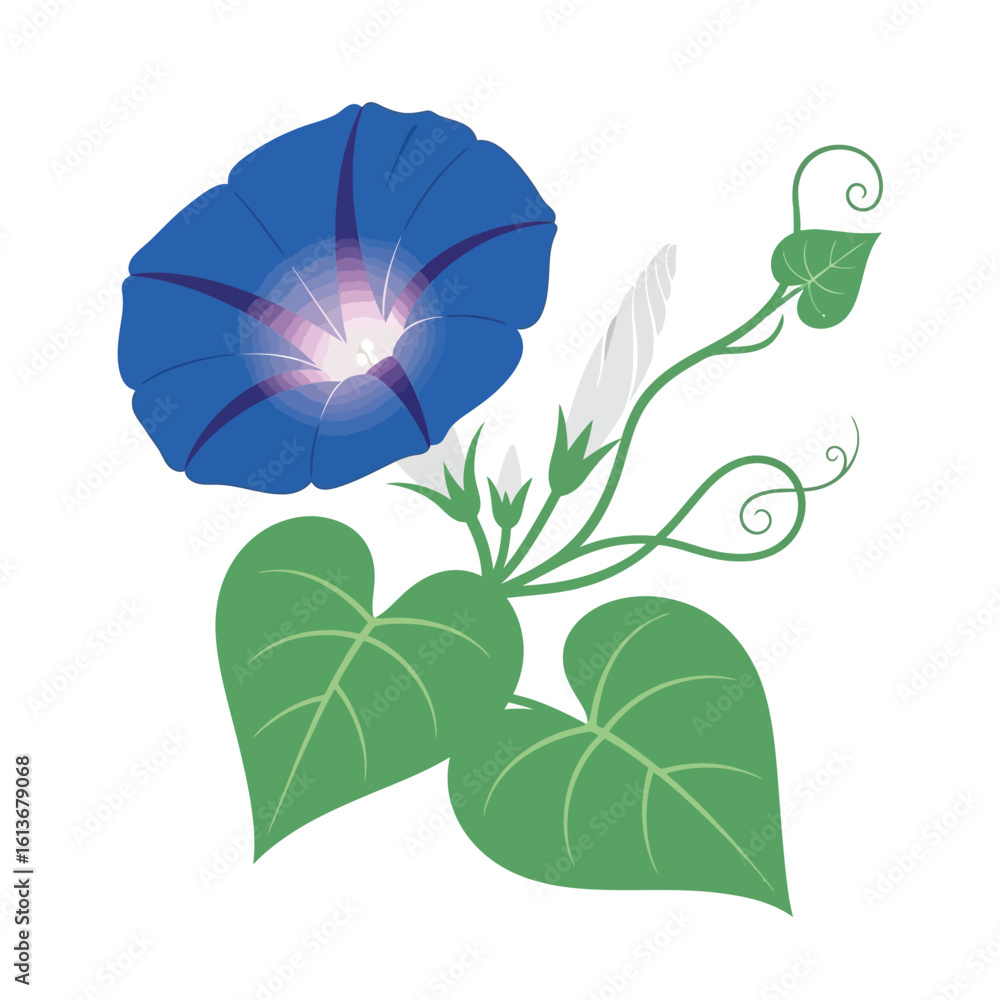 Naklejka premium A colorful illustration of a morning glory flower. The vector graphic features detailed petals, leaves, and vines.