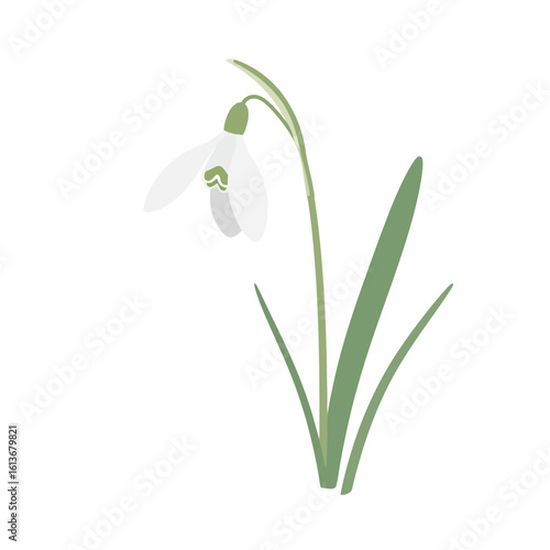 A minimalist illustration of a snowdrop flower in bloom. Perfect for designs related to spring, nature, and freshness.