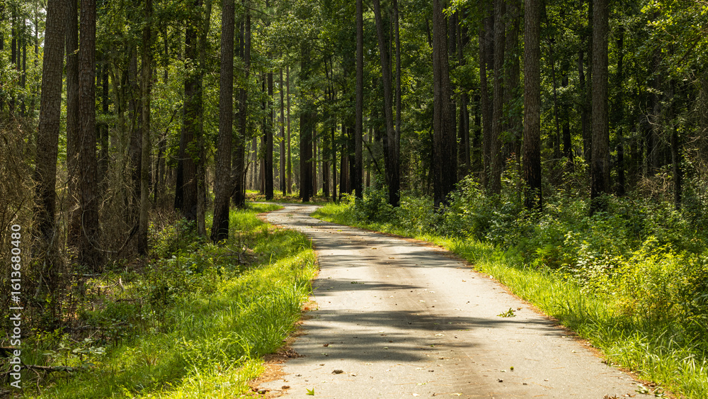 Fototapeta premium road in the forest