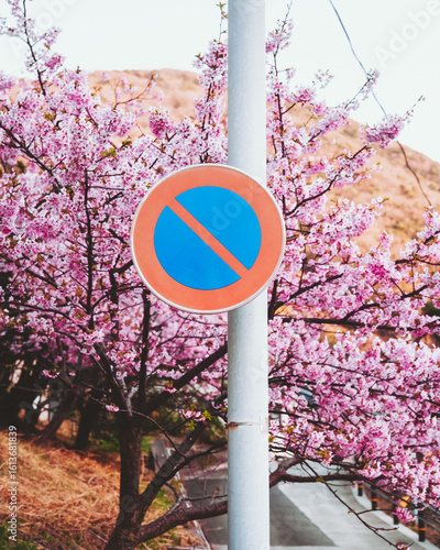 View of a vibrant no parking sign amidst the delicate pink blossoms of cherry trees, creating a striking contrast of urban restriction and natural beauty, Kumomi, Shizuoka, Japan.