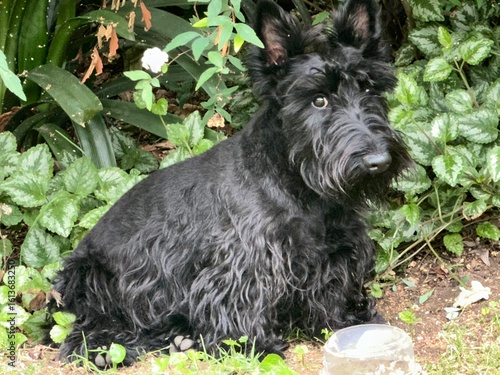 Photography Scottish Terrier